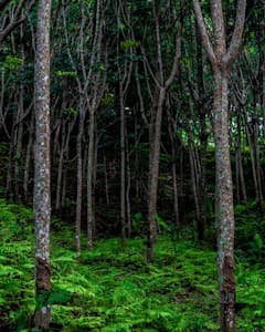 Forest.jpg