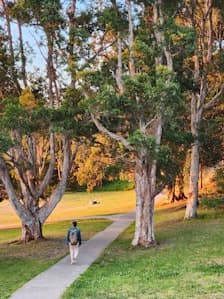 Golden Summer Walk.jpg