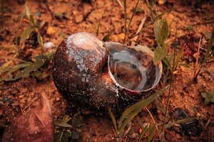Snail.jpg