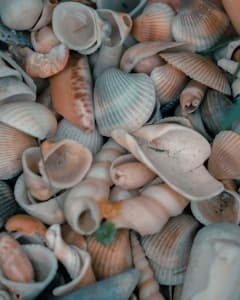 SnailShells.jpg