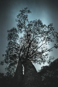 Tree.jpg